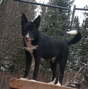 loki